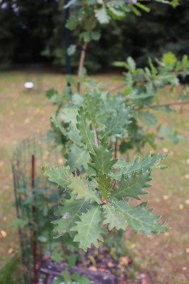Quercus pubescens - dub pýřitý - listy